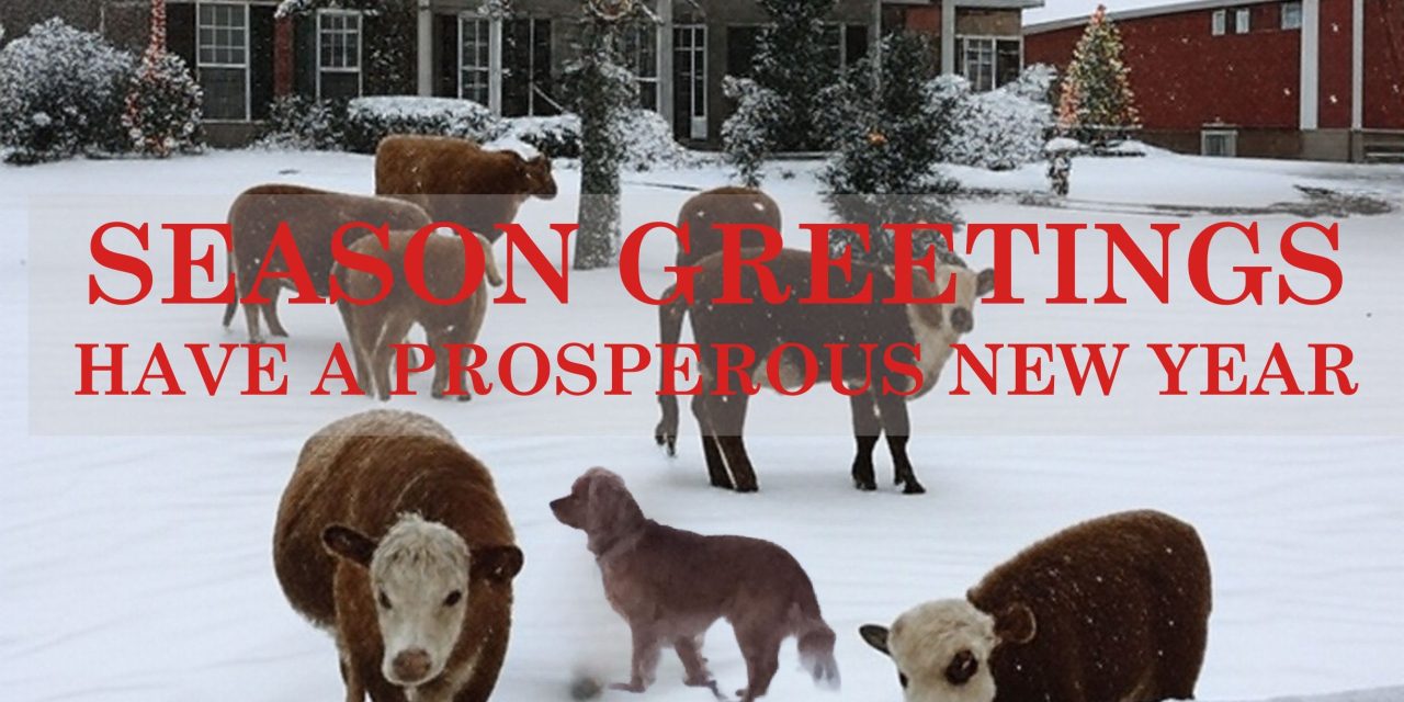 Quiet Strength: Finding Peace during the Holiday Season