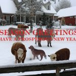 Quiet Strength: Finding Peace during the Holiday Season