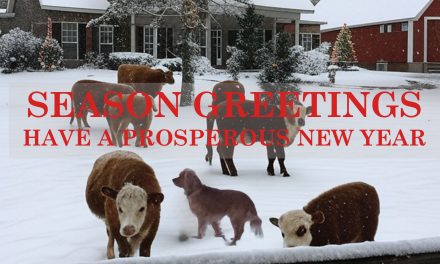 Quiet Strength: Finding Peace during the Holiday Season